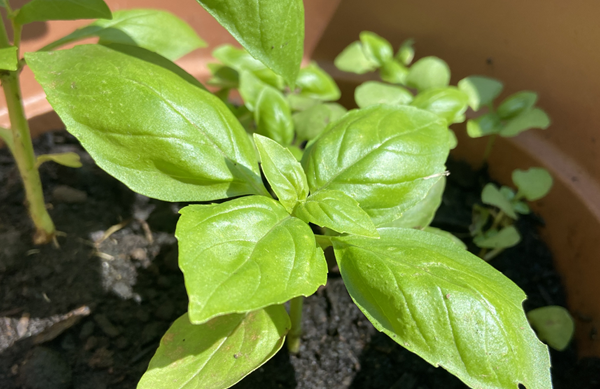 Seed Library opens March 9